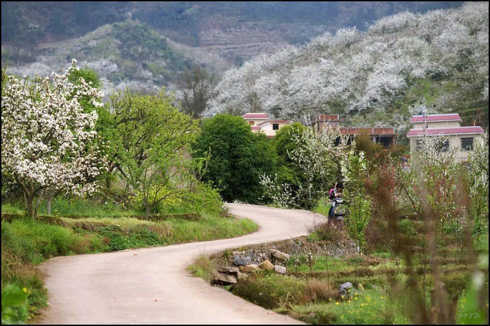【春天,广西桂林灌阳县向您发出邀请!】我们在灌阳看梨花 - 游山玩水 - 天门生活社区 - 天门28生活网 tm.28life.com