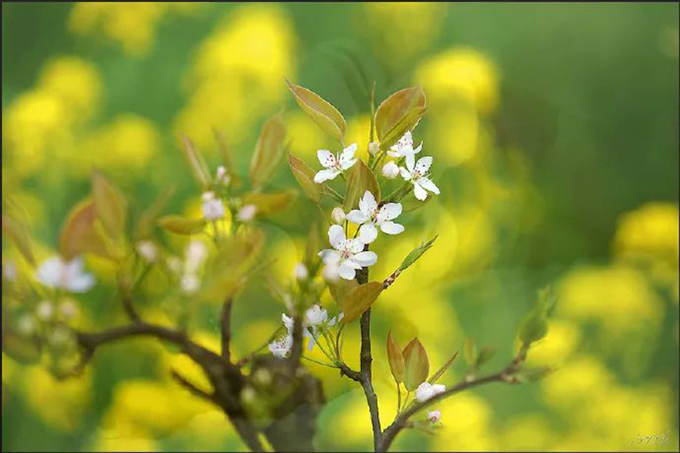 【春天,广西桂林灌阳县向您发出邀请!】我们在灌阳看梨花 - 游山玩水 - 天门生活社区 - 天门28生活网 tm.28life.com