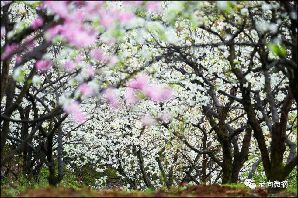 【春天,广西桂林灌阳县向您发出邀请!】我们在灌阳看梨花 - 游山玩水 - 天门生活社区 - 天门28生活网 tm.28life.com