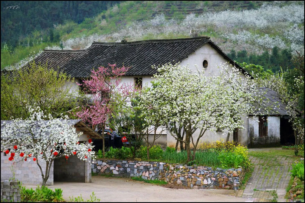 【春天,广西桂林灌阳县向您发出邀请!】我们在灌阳看梨花 - 游山玩水 - 天门生活社区 - 天门28生活网 tm.28life.com