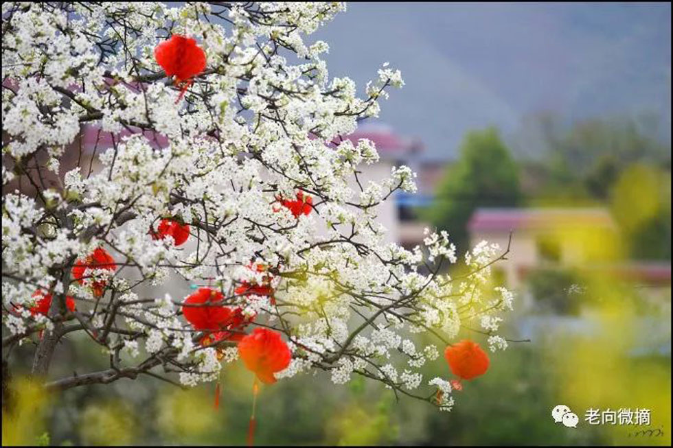 【春天,广西桂林灌阳县向您发出邀请!】我们在灌阳看梨花 - 游山玩水 - 天门生活社区 - 天门28生活网 tm.28life.com