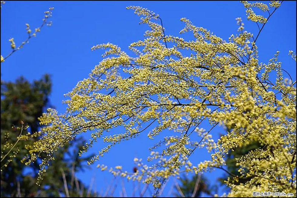 【春天,广西桂林灌阳县向您发出邀请!】米珠山前有片山苍子花在飘香 - 游山玩水 - 天门生活社区 - 天门28生活网 tm.28life.com