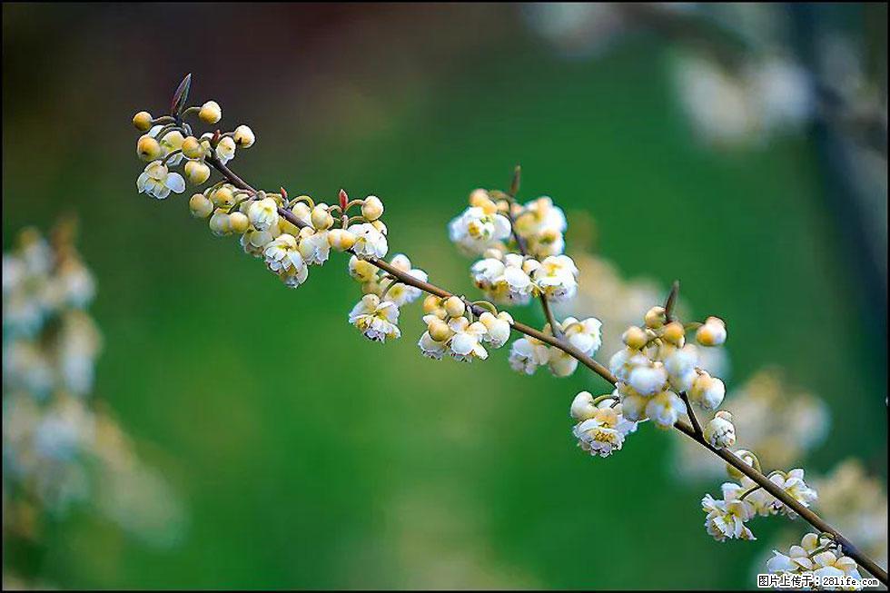 【春天,广西桂林灌阳县向您发出邀请!】米珠山前有片山苍子花在飘香 - 游山玩水 - 天门生活社区 - 天门28生活网 tm.28life.com