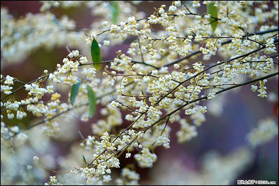 【春天,广西桂林灌阳县向您发出邀请!】米珠山前有片山苍子花在飘香 - 游山玩水 - 天门生活社区 - 天门28生活网 tm.28life.com