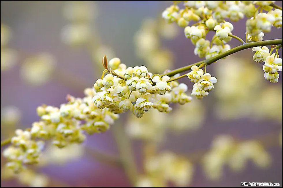 【春天,广西桂林灌阳县向您发出邀请!】米珠山前有片山苍子花在飘香 - 游山玩水 - 天门生活社区 - 天门28生活网 tm.28life.com