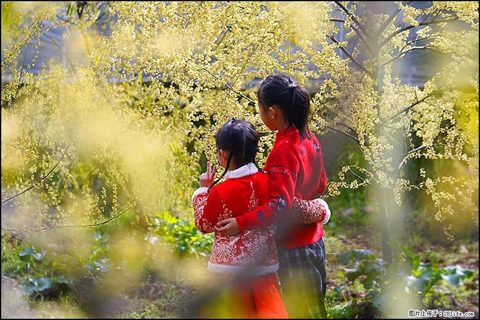 【春天,广西桂林灌阳县向您发出邀请!】米珠山前有片山苍子花在飘香 - 游山玩水 - 天门生活社区 - 天门28生活网 tm.28life.com