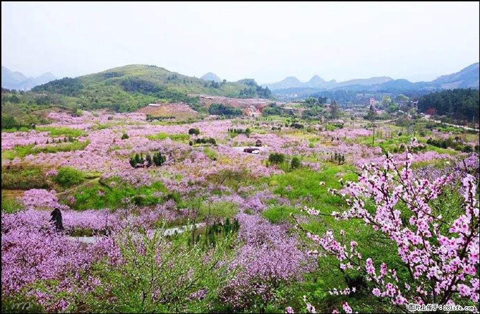 【春天，广西桂林灌阳县向您发出邀请！】官庄村有个醉美的桃花园 - 游山玩水 - 天门生活社区 - 天门28生活网 tm.28life.com