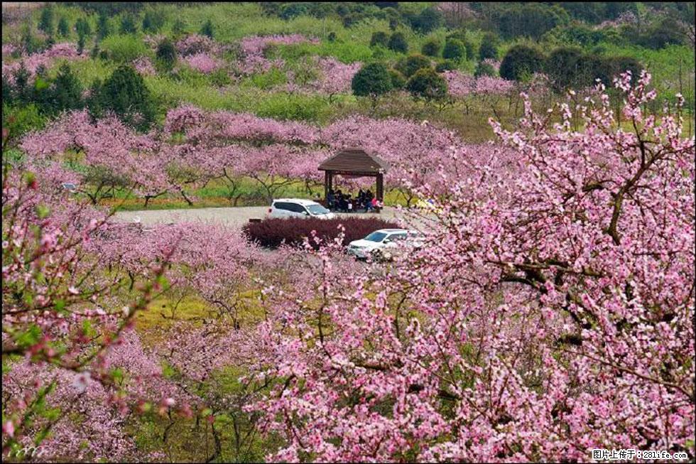 【春天，广西桂林灌阳县向您发出邀请！】官庄村有个醉美的桃花园 - 游山玩水 - 天门生活社区 - 天门28生活网 tm.28life.com