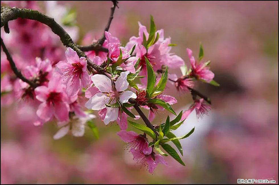 【春天，广西桂林灌阳县向您发出邀请！】官庄村有个醉美的桃花园 - 游山玩水 - 天门生活社区 - 天门28生活网 tm.28life.com