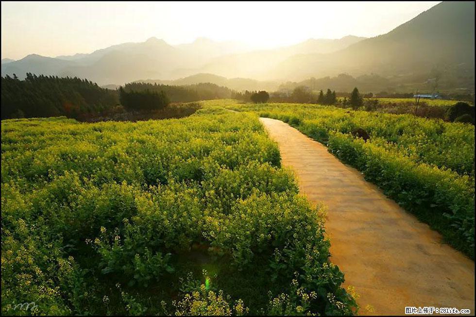 【春天,广西桂林灌阳县向您发出邀请!】长坪村油菜盛情花开 - 游山玩水 - 天门生活社区 - 天门28生活网 tm.28life.com
