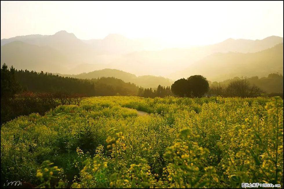 【春天,广西桂林灌阳县向您发出邀请!】长坪村油菜盛情花开 - 游山玩水 - 天门生活社区 - 天门28生活网 tm.28life.com