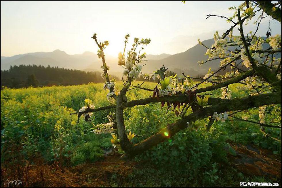 【春天,广西桂林灌阳县向您发出邀请!】长坪村油菜盛情花开 - 游山玩水 - 天门生活社区 - 天门28生活网 tm.28life.com