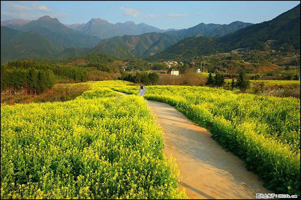 【春天,广西桂林灌阳县向您发出邀请!】长坪村油菜盛情花开 - 游山玩水 - 天门生活社区 - 天门28生活网 tm.28life.com