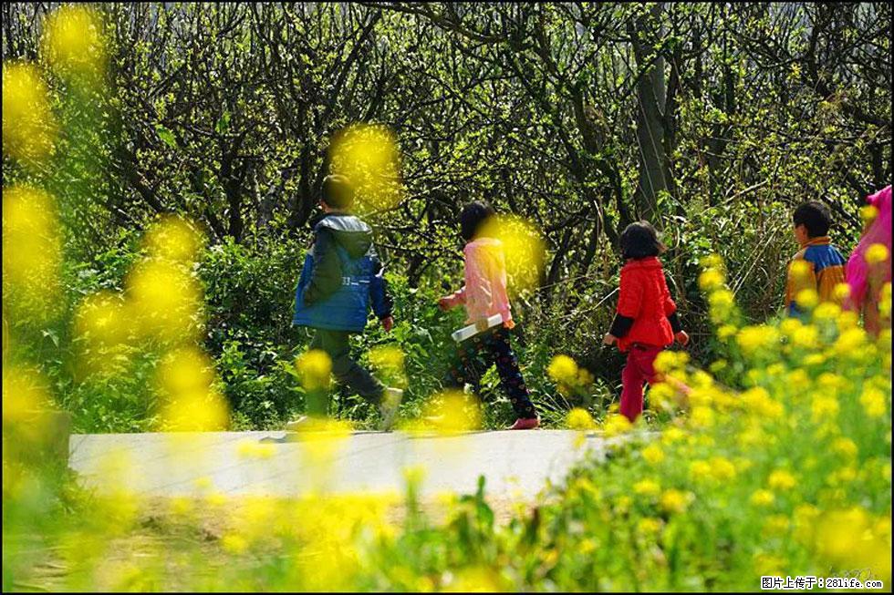 【春天,广西桂林灌阳县向您发出邀请!】长坪村油菜盛情花开 - 游山玩水 - 天门生活社区 - 天门28生活网 tm.28life.com