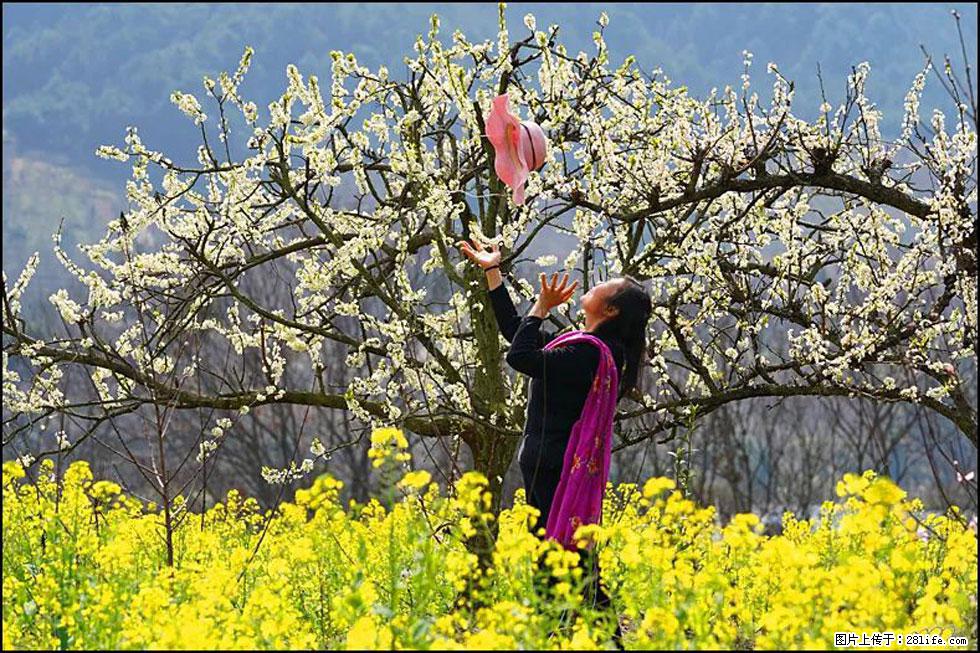 【春天,广西桂林灌阳县向您发出邀请!】长坪村油菜盛情花开 - 游山玩水 - 天门生活社区 - 天门28生活网 tm.28life.com