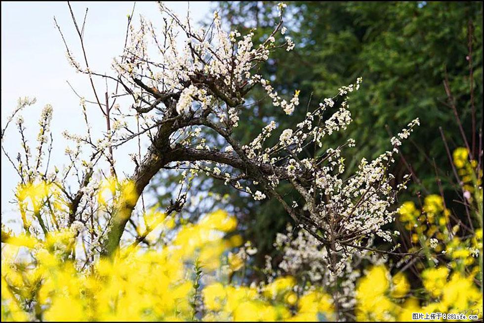 【春天,广西桂林灌阳县向您发出邀请!】长坪村油菜盛情花开 - 游山玩水 - 天门生活社区 - 天门28生活网 tm.28life.com