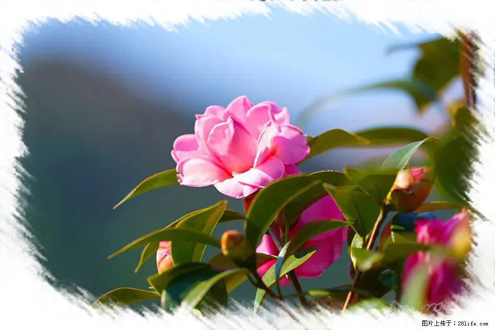 【春天,广西桂林灌阳县向您发出邀请!】杨柳井茶花惹人爱 - 游山玩水 - 天门生活社区 - 天门28生活网 tm.28life.com