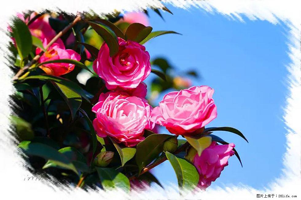 【春天,广西桂林灌阳县向您发出邀请!】杨柳井茶花惹人爱 - 游山玩水 - 天门生活社区 - 天门28生活网 tm.28life.com