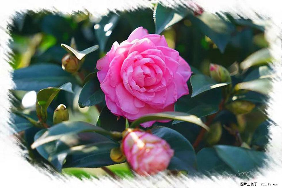 【春天,广西桂林灌阳县向您发出邀请!】杨柳井茶花惹人爱 - 游山玩水 - 天门生活社区 - 天门28生活网 tm.28life.com