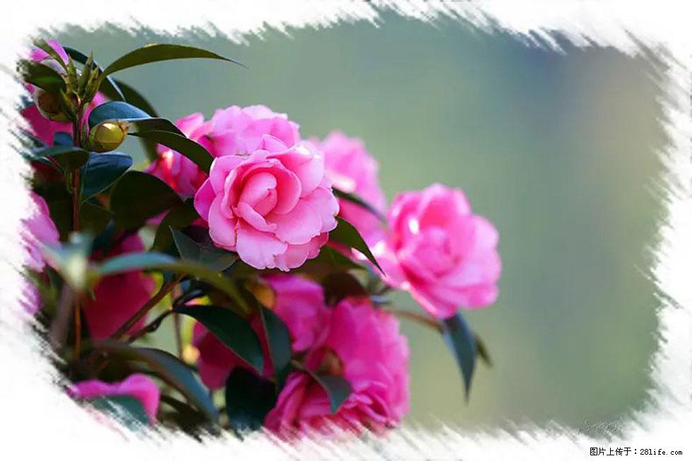 【春天,广西桂林灌阳县向您发出邀请!】杨柳井茶花惹人爱 - 游山玩水 - 天门生活社区 - 天门28生活网 tm.28life.com