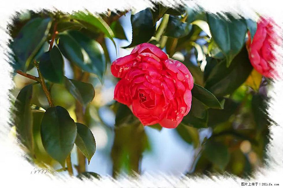 【春天,广西桂林灌阳县向您发出邀请!】杨柳井茶花惹人爱 - 游山玩水 - 天门生活社区 - 天门28生活网 tm.28life.com