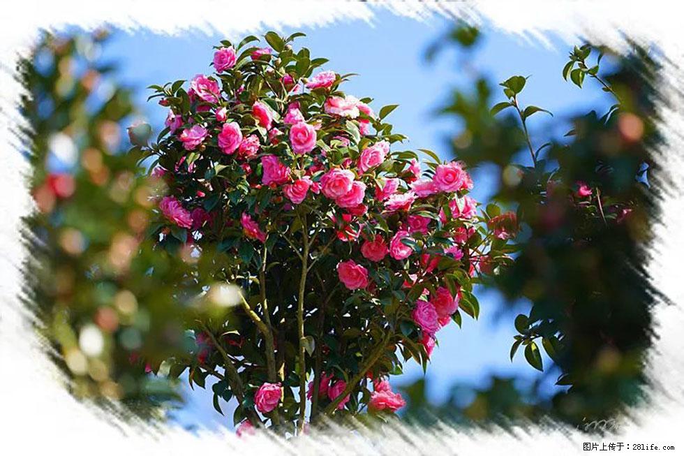 【春天,广西桂林灌阳县向您发出邀请!】杨柳井茶花惹人爱 - 游山玩水 - 天门生活社区 - 天门28生活网 tm.28life.com