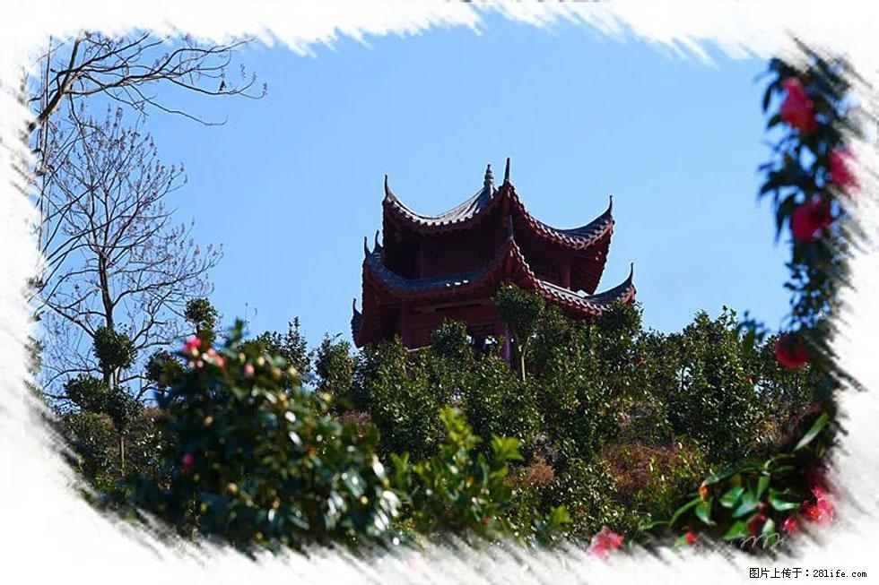 【春天,广西桂林灌阳县向您发出邀请!】杨柳井茶花惹人爱 - 游山玩水 - 天门生活社区 - 天门28生活网 tm.28life.com