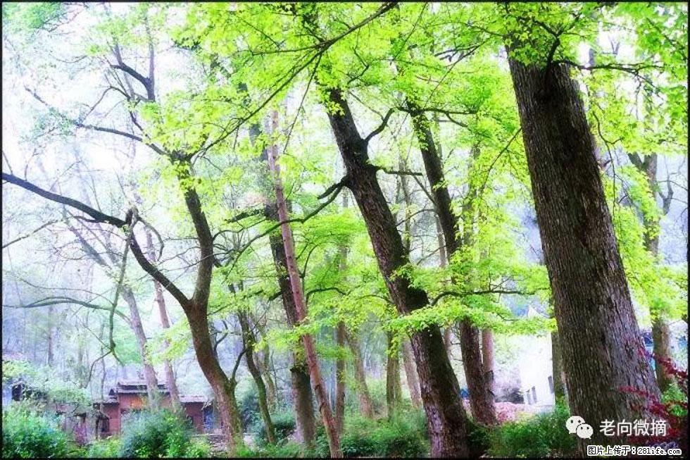 【春天,广西桂林灌阳县向您发出邀请!】在小龙村与春天约会 - 游山玩水 - 天门生活社区 - 天门28生活网 tm.28life.com