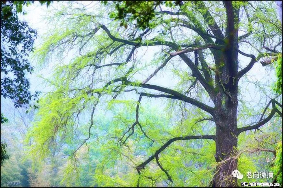 【春天,广西桂林灌阳县向您发出邀请!】在小龙村与春天约会 - 游山玩水 - 天门生活社区 - 天门28生活网 tm.28life.com