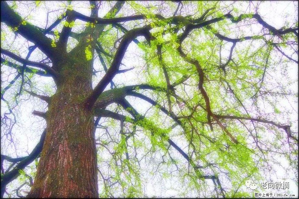 【春天,广西桂林灌阳县向您发出邀请!】在小龙村与春天约会 - 游山玩水 - 天门生活社区 - 天门28生活网 tm.28life.com