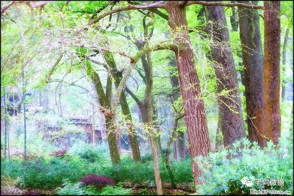 【春天,广西桂林灌阳县向您发出邀请!】在小龙村与春天约会 - 游山玩水 - 天门生活社区 - 天门28生活网 tm.28life.com