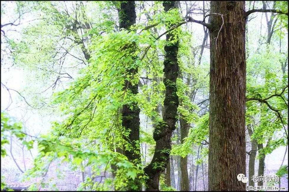 【春天,广西桂林灌阳县向您发出邀请!】在小龙村与春天约会 - 游山玩水 - 天门生活社区 - 天门28生活网 tm.28life.com