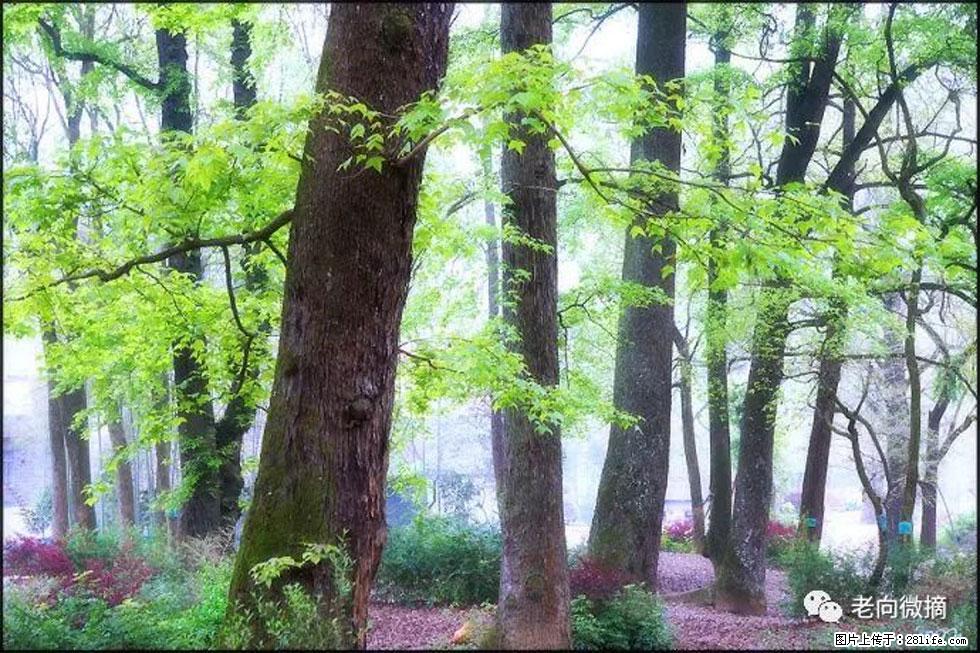 【春天,广西桂林灌阳县向您发出邀请!】在小龙村与春天约会 - 游山玩水 - 天门生活社区 - 天门28生活网 tm.28life.com