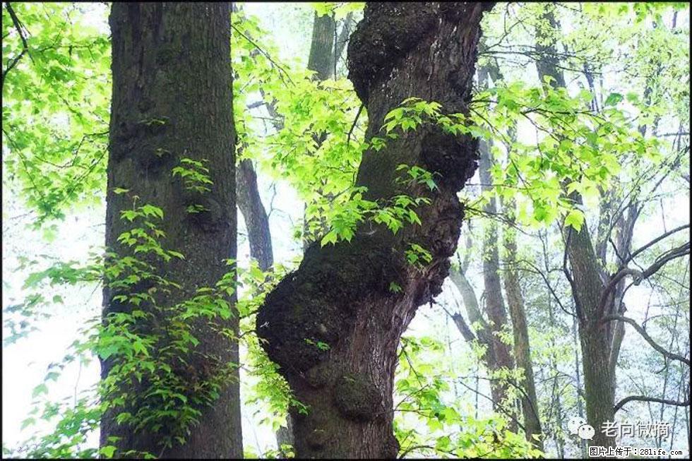 【春天,广西桂林灌阳县向您发出邀请!】在小龙村与春天约会 - 游山玩水 - 天门生活社区 - 天门28生活网 tm.28life.com