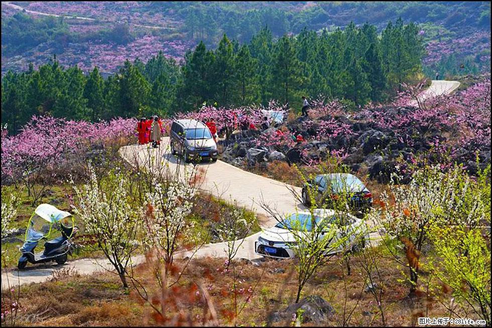 【春天,广西桂林灌阳县向您发出邀请!】望月岭上桃花开 - 游山玩水 - 天门生活社区 - 天门28生活网 tm.28life.com