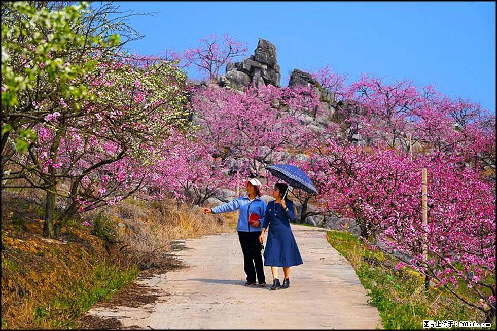 【春天,广西桂林灌阳县向您发出邀请!】望月岭上桃花开 - 游山玩水 - 天门生活社区 - 天门28生活网 tm.28life.com