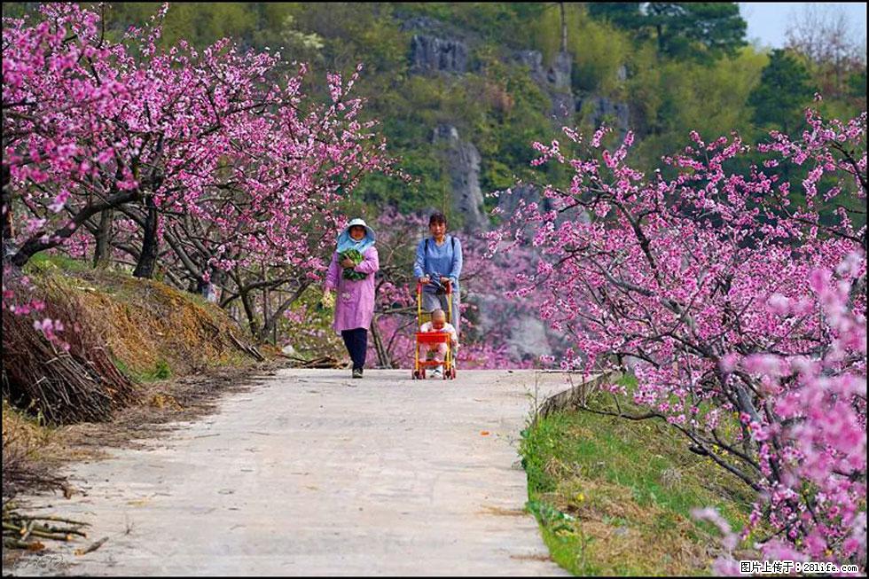 【春天,广西桂林灌阳县向您发出邀请!】望月岭上桃花开 - 游山玩水 - 天门生活社区 - 天门28生活网 tm.28life.com