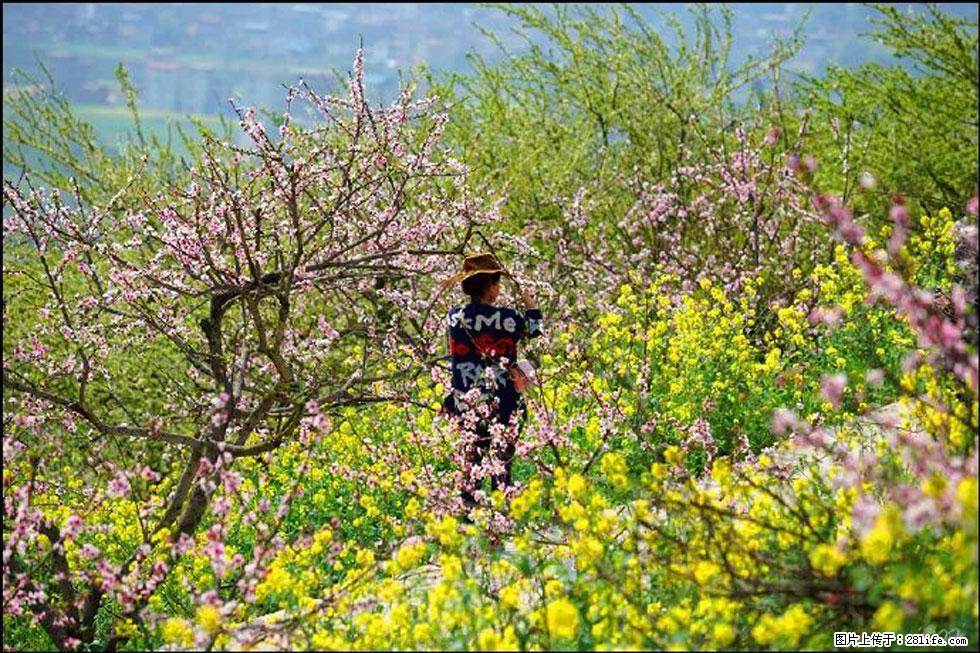 【春天,广西桂林灌阳县向您发出邀请!】望月岭上桃花开 - 游山玩水 - 天门生活社区 - 天门28生活网 tm.28life.com