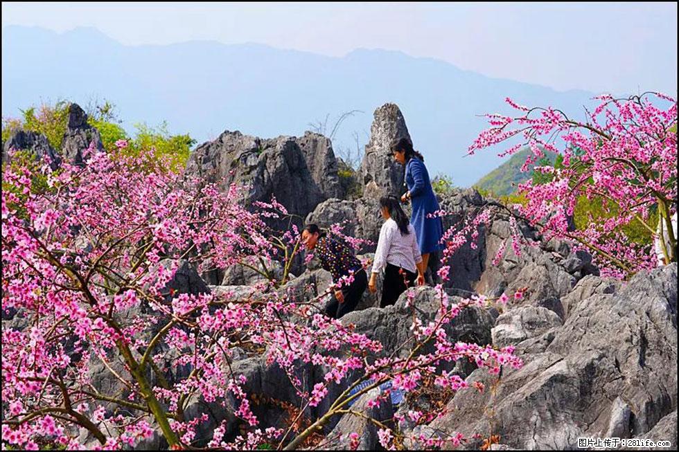 【春天,广西桂林灌阳县向您发出邀请!】望月岭上桃花开 - 游山玩水 - 天门生活社区 - 天门28生活网 tm.28life.com