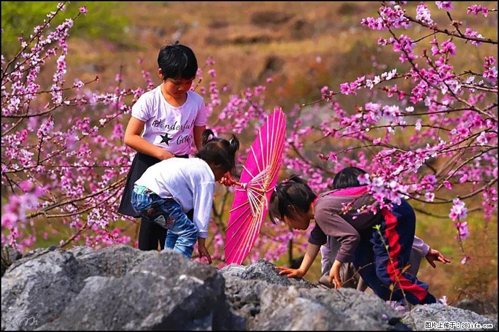 【春天,广西桂林灌阳县向您发出邀请!】望月岭上桃花开 - 游山玩水 - 天门生活社区 - 天门28生活网 tm.28life.com