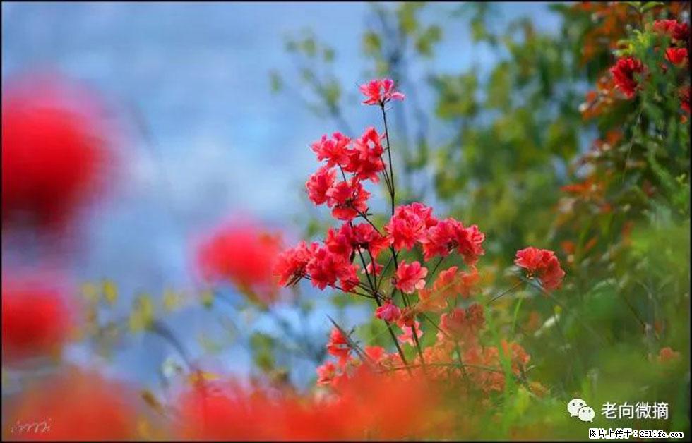 【春天,广西桂林灌阳县向您发出邀请!】登麒麟山,相约映山红 - 游山玩水 - 天门生活社区 - 天门28生活网 tm.28life.com