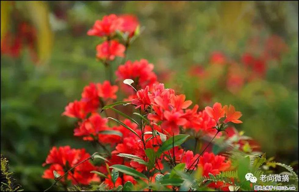 【春天,广西桂林灌阳县向您发出邀请!】登麒麟山,相约映山红 - 游山玩水 - 天门生活社区 - 天门28生活网 tm.28life.com