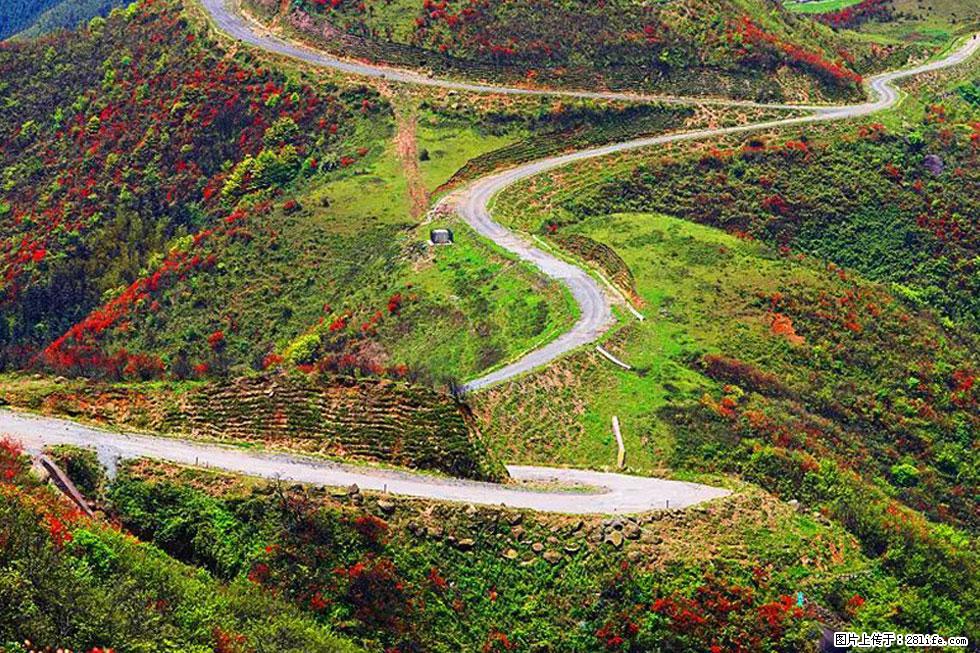 【春天,广西桂林灌阳县向您发出邀请!】春木界上映山红 - 游山玩水 - 天门生活社区 - 天门28生活网 tm.28life.com