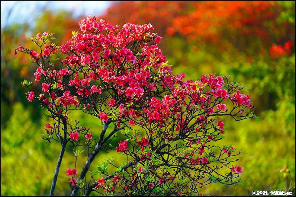 【春天,广西桂林灌阳县向您发出邀请!】春木界上映山红 - 游山玩水 - 天门生活社区 - 天门28生活网 tm.28life.com