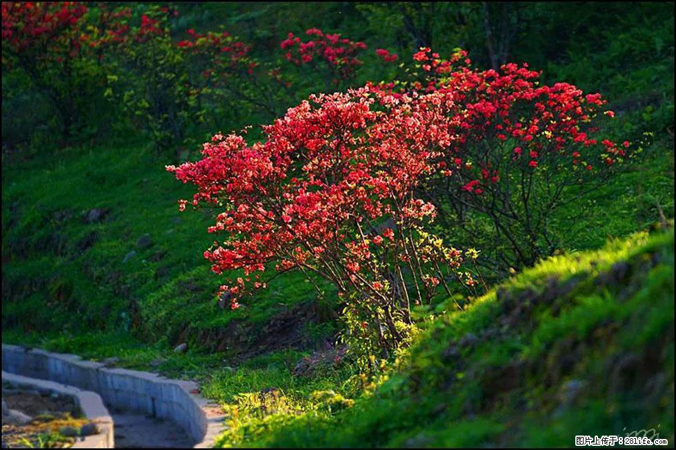 【春天,广西桂林灌阳县向您发出邀请!】春木界上映山红 - 游山玩水 - 天门生活社区 - 天门28生活网 tm.28life.com
