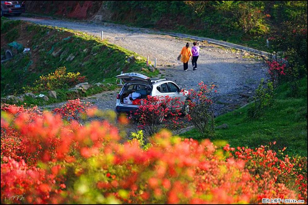 【春天,广西桂林灌阳县向您发出邀请!】春木界上映山红 - 游山玩水 - 天门生活社区 - 天门28生活网 tm.28life.com
