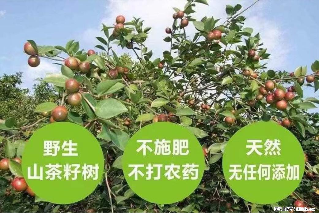 【灌阳县油茶产业示范区】一个有着充实的精神生活的人,对待身外之物自会有一种淡泊的态度 - 美食天地 - 天门生活社区 - 天门28生活网 tm.28life.com