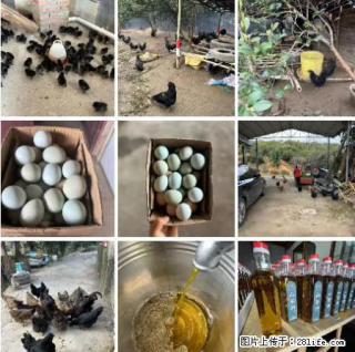 油茶园从小鸡仔开始养起的纯土鸡、土鸡蛋可以预定啦!还有前几天刚榨的纯山茶油哦 - 天门28生活网 tm.28life.com