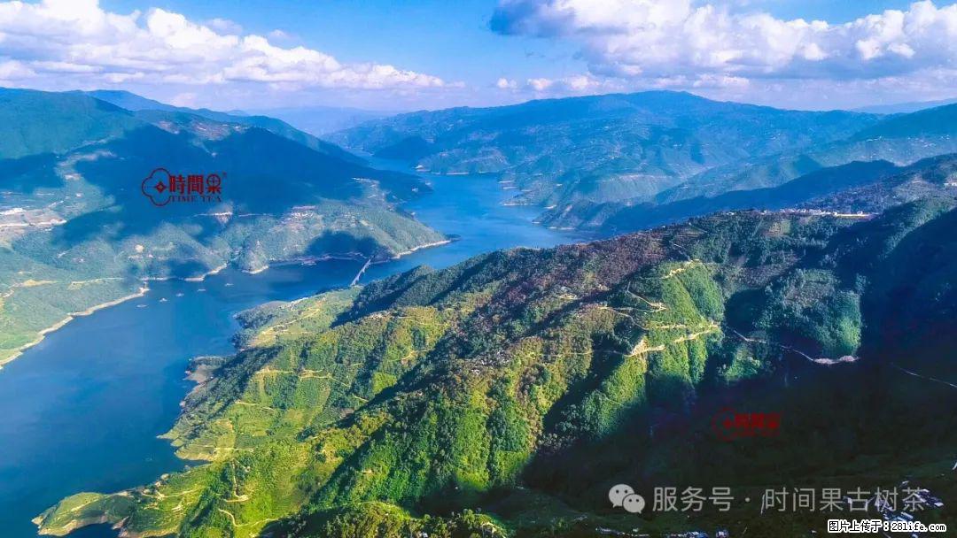 时间果百年古树龙珠普洱生茶 - 购物交流 - 天门生活社区 - 天门28生活网 tm.28life.com