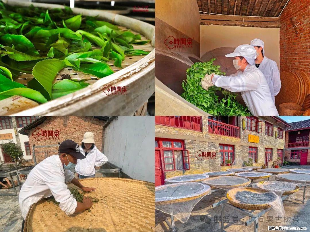 时间果百年古树龙珠普洱生茶 - 购物交流 - 天门生活社区 - 天门28生活网 tm.28life.com